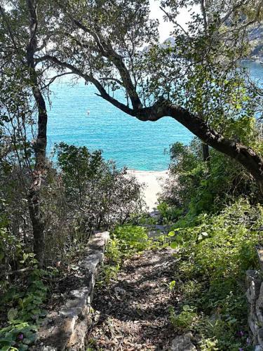 a path leading to a beach with a tree at Guest House Matana in Sobra