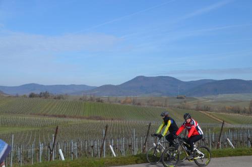 two people riding bikes on a road near a vineyard at Castell Hotel & Restaurant in Leinsweiler