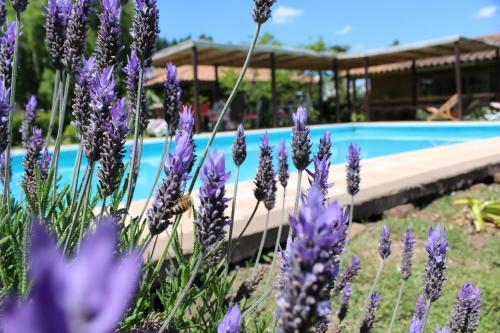 Swimmingpoolen hos eller tæt på Hotel Hoja de Parra