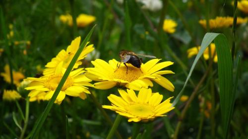 a bee sitting on top of yellow flowers at Areias do Douro GuestHouse in Gondomar
