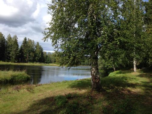 a tree in the grass next to a river at Borrgården Hostel in Ljusdal
