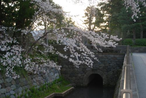 a tree with white flowers over a stone bridge at Town Hotel 41 in Kanazawa