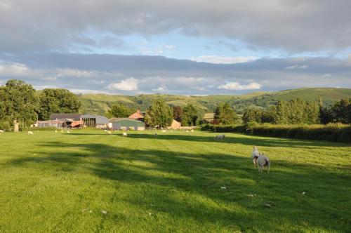 a sheep standing in a field of green grass at Mid Wales Arts B&B in Caersws