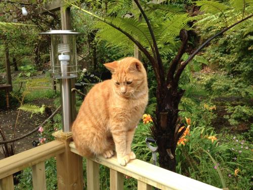 an orange cat sitting on a fence at The Waterwheel in St Austell