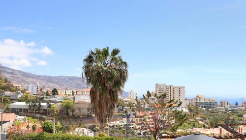 a palm tree in the middle of a city at Mericia's Gorgeous View in Funchal