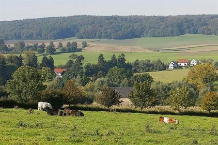 a group of cows grazing in a green field at Heuvelrijk Berg en Dal in Groesbeek