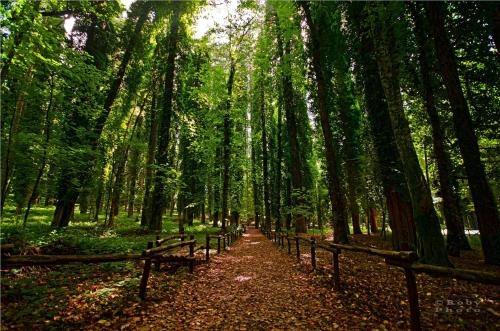 a path in a forest with trees and leaves at GarganoMareBorghi ospitalità diffusa in Vico del Gargano