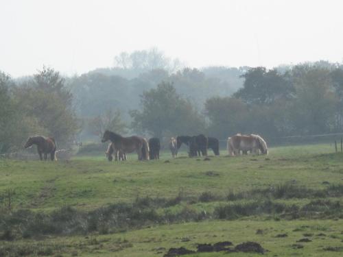 a group of horses grazing in a field at Hotel-Café "Schauinsland" in Horn-Bad Meinberg
