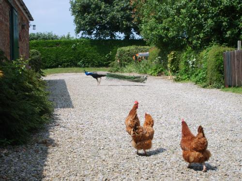 Gallery image of Hazelwood Farm B&B in Easingwold