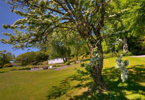 a tree with white flowers on it in a park at Appin Holiday Homes -Caravans, Lodges, Shepherds Hut and Train Carriage stays in Appin
