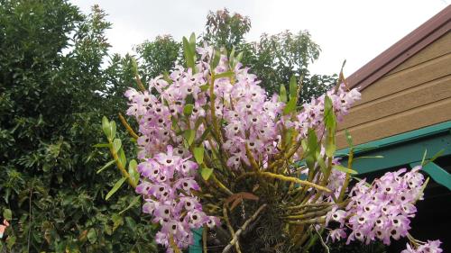 Taman di luar Les Agapanthes