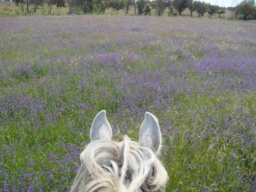 a person riding a horse through a field of purple flowers at Monte dos Aroeirais in Fronteira
