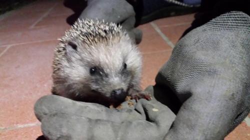 a person holding a hedgehog in a persons hand at Agriturismo Il Poggiarello in Siena