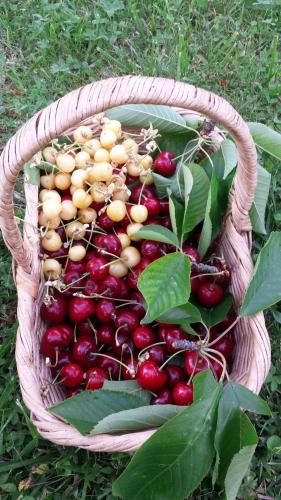 a basket filled with lots of cherries and leaves at Agriturismo Il Poggiarello in Siena