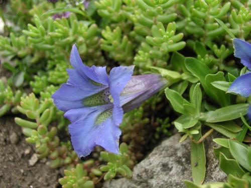 a blue flower sitting on top of green plants at Ferienhof Unterführholzergut in Klaus