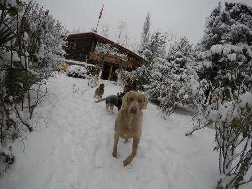 two dogs standing in the snow in front of a cabin at Cabañas swissminiatur in Cacheuta
