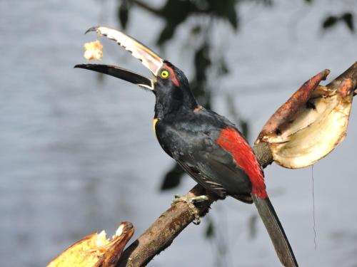 a bird sitting on a branch eating a banana at Boca Tapada Lodge in Boca Tapada