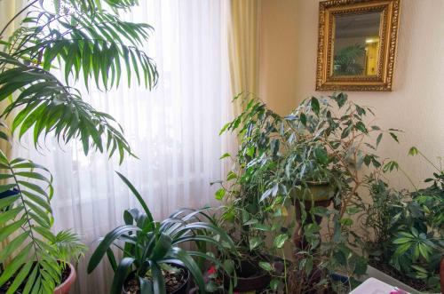 a room filled with lots of plants and a mirror at Hôtel de Bâle in Bantzenheim