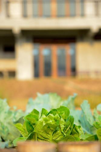 a pile of green lettuce in front of a building at Suan Sook Homestay in Chom Thong