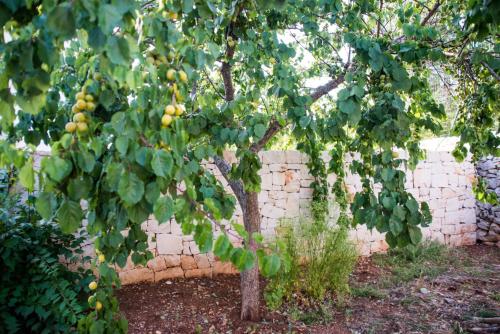 a tree with lots of yellow fruit hanging from it at Giardino Segreto in Putignano