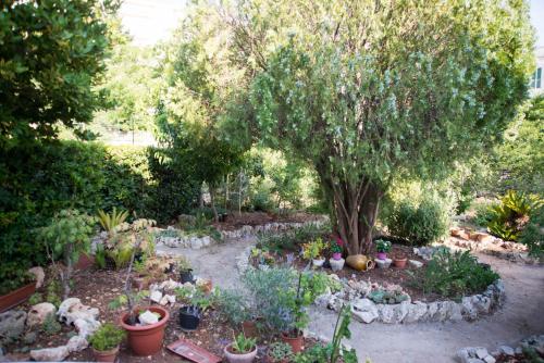 a garden with a tree and lots of plants at Giardino Segreto in Putignano