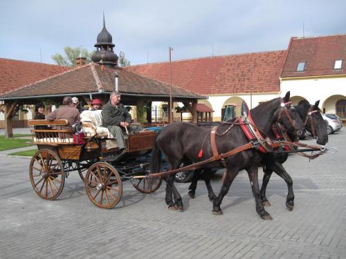 a couple of horses pulling a carriage with people at Sudický Dvur in Boskovice