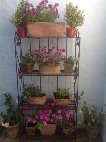 a shelf with pots of flowers and plants on it at Willow Brooke Guest Suite in Franschhoek