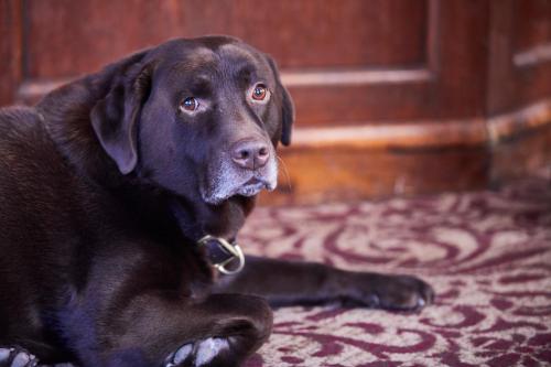 a large black dog laying on a rug at Wykeham Arms in Winchester