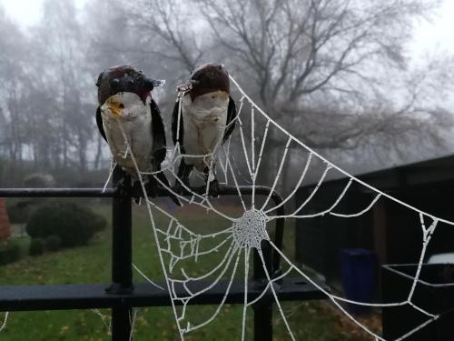 two birds sitting on top of a spiderweb at Git Émoi in Estaimpuis
