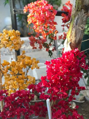 a bunch of flowers are attached to a tree at Artunc Hotel Bodrum in Bodrum City