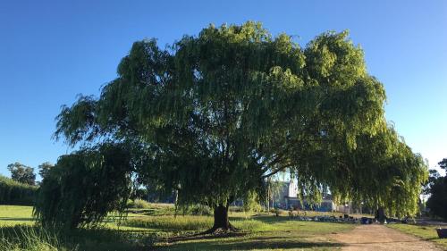 a large tree in the middle of a field at Bidieen Inn Uruguay in Carrasco