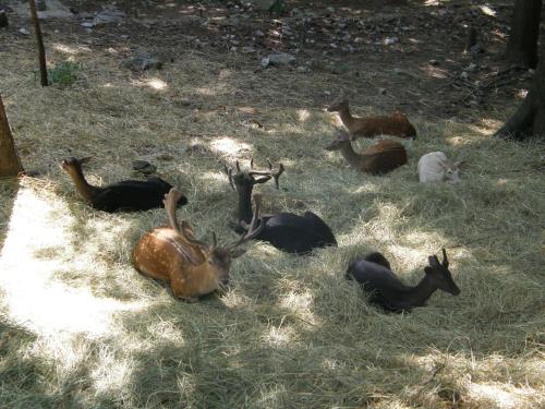 a group of deer laying in the grass at Apartman Sara - Delnice in Delnice
