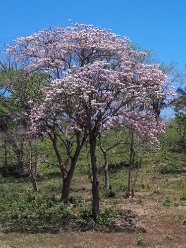 a tree with pink flowers on it in a field at Chalet San Juanillo in San Juanillo