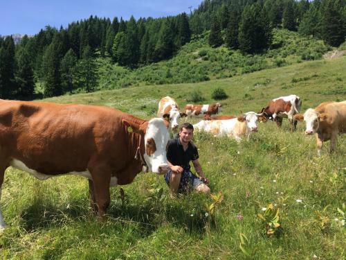 a man kneeling in a field with a herd of cows at Appartements Umfahrer in Tröpolach