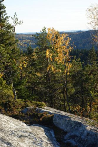 a view from the top of a hill with trees at Paimentupa in Kolinkylä