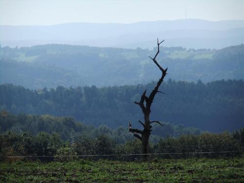 a dead tree in the middle of a field at Landhotel Windlicht in Krombach