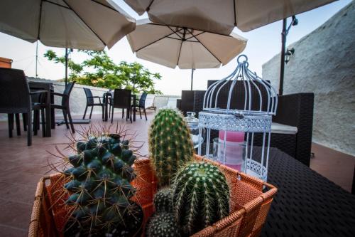 a group of cactuses sitting on a table under an umbrella at La terrazza del borgo in Agrigento