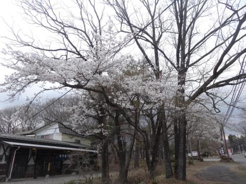 a tree with white flowers on it in front of a building at Gasthof Arutany in Nasu