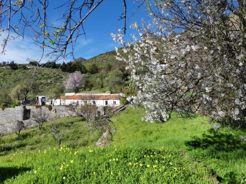 einen blühenden Baum auf einem Feld mit einem Haus im Hintergrund in der Unterkunft Mountain Hostel Finca La Isa in Tejeda