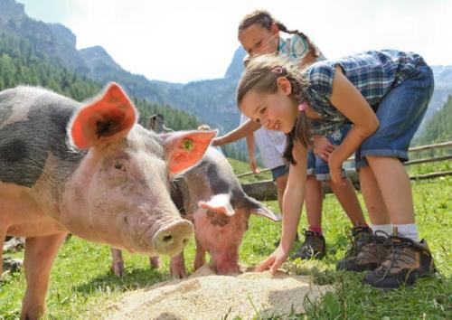 two girls are looking at a cow in a field at Apartment Gästehaus Luggau in Rauris
