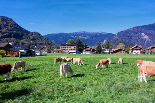 a herd of cows grazing in a field of grass at Jungfrau Hotel in Wilderswil