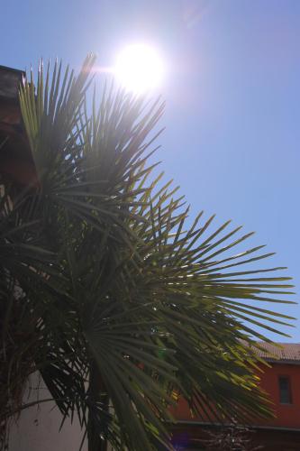 a palm tree with the sun in the background at Garni Brunnenhof in Caldaro