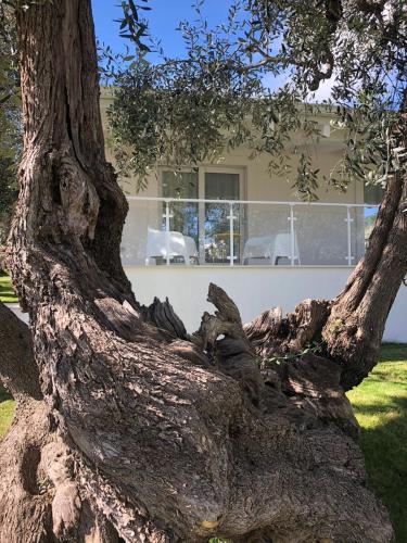 a large uprooted tree in front of a house at Agriturismo Giorgio in Mattinata