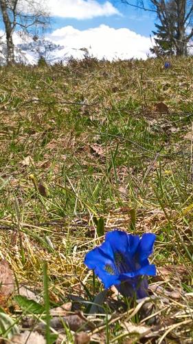 a blue flower in the grass in a field at Haus Elisengrund am Geigenbuehel - chalet privé in Seefeld in Tirol