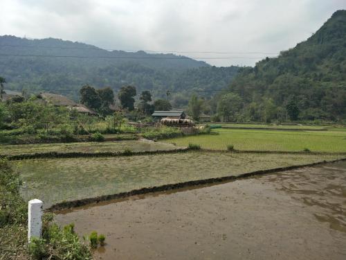 a field of crops with a house in the background at Ngan Ha Homestay in Ha Giang