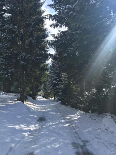 a snow covered road with trees on the side of it at Apartment Dony in Donovaly