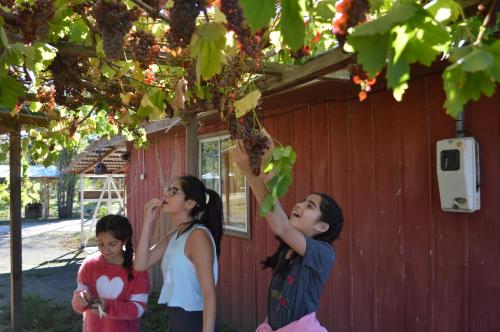 a woman and two children are looking up at a tree at Coyunche Cabañas y Camping Laja & San Rosendo in Laja