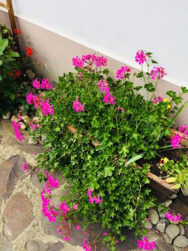 Zahrada ubytování Casa Delia
