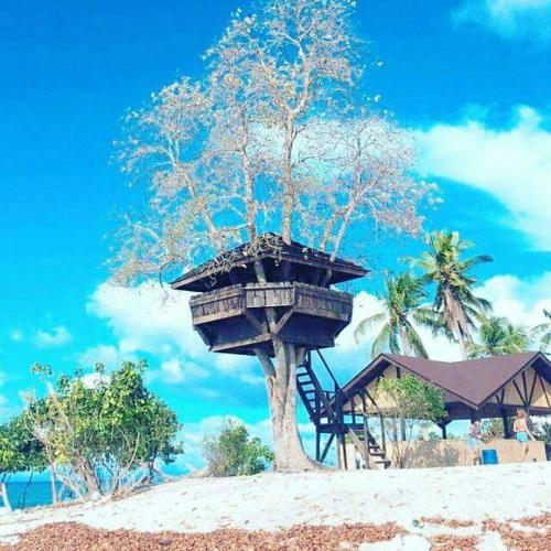 a tree on the beach with a tree house at Palompon lodge in Palompon