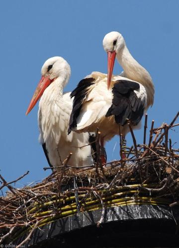 two birds standing on top of a nest at Appartement T3 Aux Deux Cigognes Gries in Gries